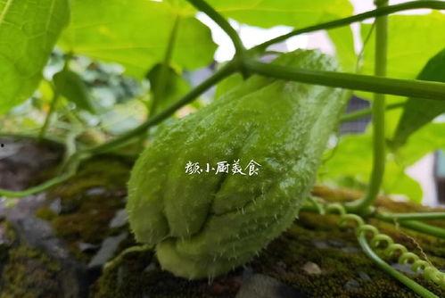 佛手瓜放一晚上可以吃吗,安全食用指南”