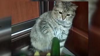 小猫吃网纹瓜,小猫的网纹瓜美食之旅