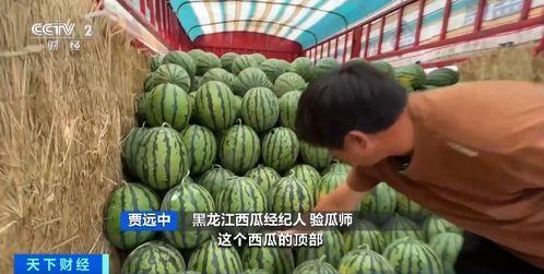 帝尊现场吃瓜,揭秘宫廷秘闻