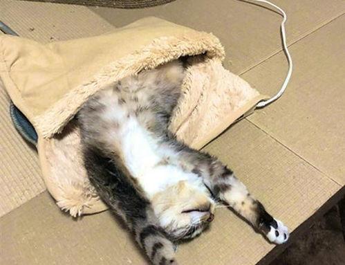 猫咪吃瓜情头,萌动情缘