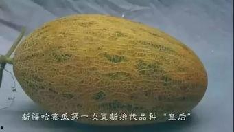 唱歌厅吃瓜,揭秘唱歌厅里的欢乐时光