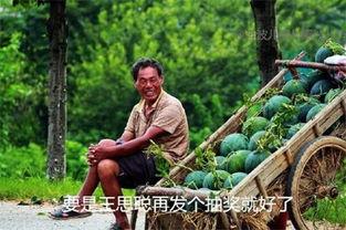 瓜地吃瓜小游戏,欢乐无限，挑战你的反应速度与策略智慧