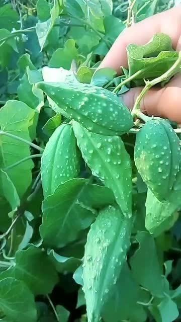 瓜瓢怎么吃,解锁夏日清新口感新选择