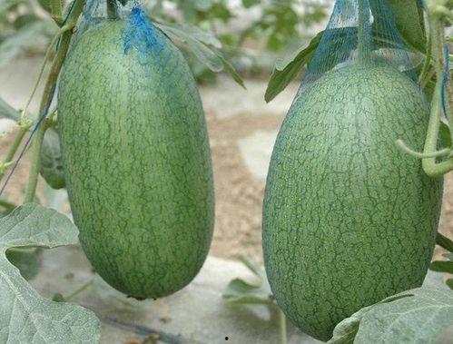 崩铁星吃瓜,揭秘宇宙中的神秘“吃瓜”现象