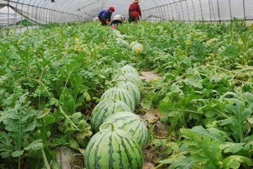 夸张吃瓜人,一场夸张的娱乐盛宴