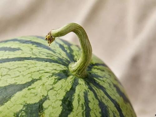 上海莘郊事件吃瓜,揭秘背后真相，吃瓜群众热议