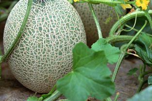 没有皮的哈密瓜可以吃吗,安全食用指南