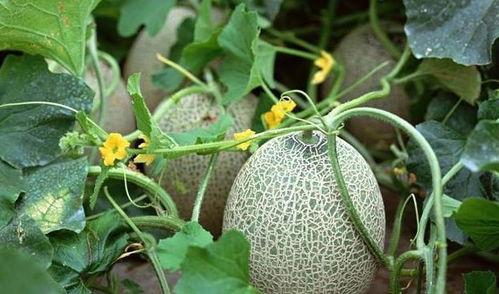 吃哈密瓜再吃西瓜,味蕾的双重盛宴