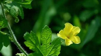 吃瓜小花,揭秘娱乐圈背后的那些事儿