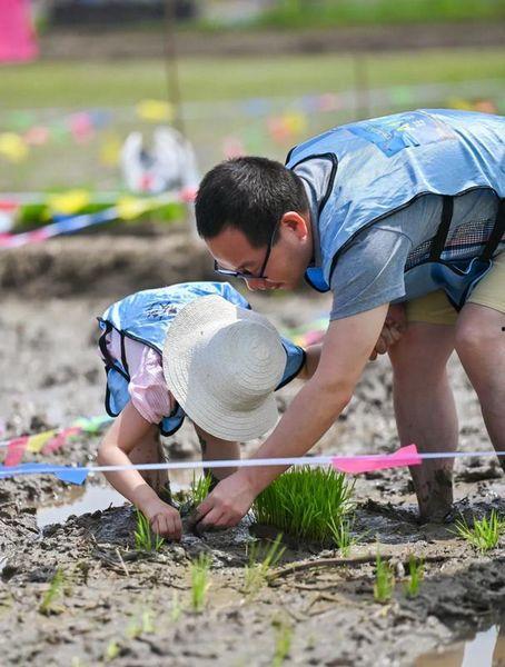 吃瓜插秧,田园生活中的趣味与智慧