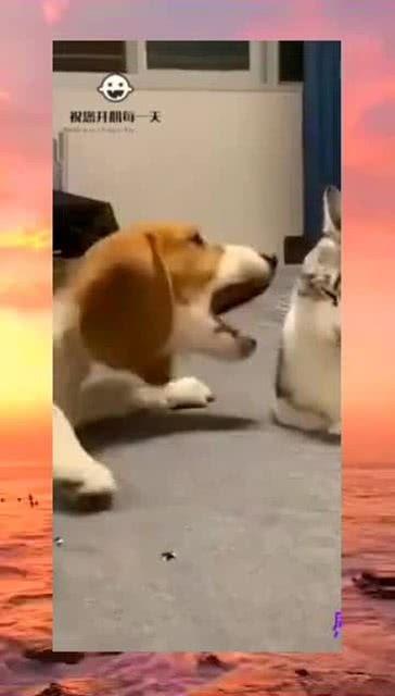 吃瓜视频群众抢眼,揭秘网络热点的幕后故事