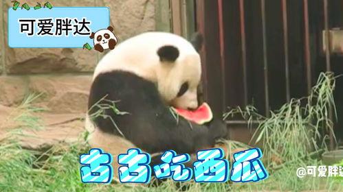 吃瓜的大熊猫,揭秘国宝的悠闲时光