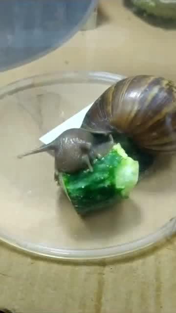 吃瓜的蜗牛,揭秘娱乐圈的甜蜜与苦涩