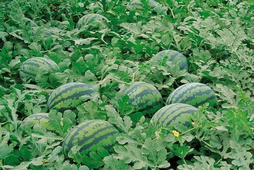 徐水最新吃瓜,揭秘背后惊人真相