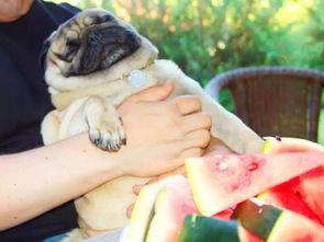 吃瓜dog,揭秘娱乐圈背后的那些事儿