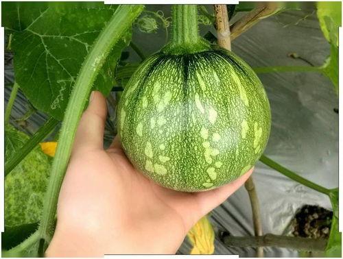 小帆吃瓜,揭秘娱乐圈那些不为人知的幕后故事