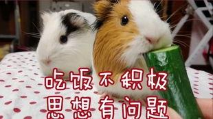 豚鼠吃不吃瓜,探究小动物的健康饮食选择
