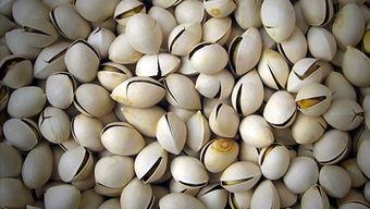 吃白果能吃茭瓜吗,健康搭配的饮食新主张